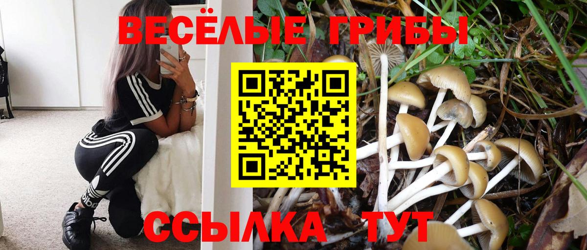 Галлюциногенные грибы Psilocybe Евпатория
